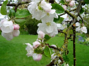 gravenstein apple blooms in april garden Victoria BC