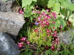 saxifraga in bloom, Victoria BC garden