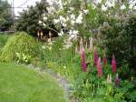 lilac, red hot pokers, irs, lupin, with the ceanothus just about to come into bloom too, Victoria BC garden
