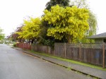 laburnum tree in bloom, Victoria BC garden