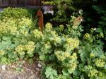 lady's mantle in july garden Victoria BC