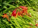 Crocosmia in bloom, garden Victoria BC
