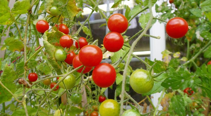 Tomatoes Through October