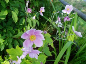 Japanese anemone japonica x hybrida in bloom, garden Victoria, Vancouver Island, BC, Pacific Northwest
