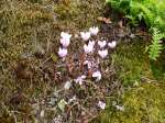 fall cyclamen, garden Victoria BC