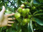 Chestnut in seed pods, garden Victoria BC