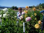 Connie's Dahlias near Nanoose Bay, garden Victoria BC