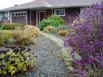 lawn free front yard in Oaklands Victoria BC garden callacarpa sedum autumn joy