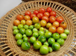 tomatoes ripening under full spectrum lights garden Victoria BC