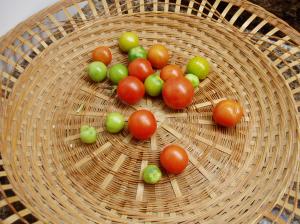 tomatoes ripening under full spectrum lights garden Victoria BC