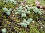 sedum on a moss slope garden Victoria BC