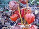 Chinese lantern in December garden Victoria BC Pacific Northwest