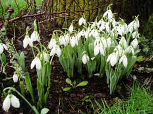 galanthus bus stop snowdrops in January, garden Victoria BC Pacific Northwest