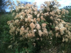 ocean spray, ironwood, arrow wood, holodiscus discolor, garden Victoria BC Pacific Northwest