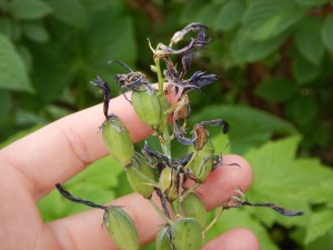 common camas after bloom