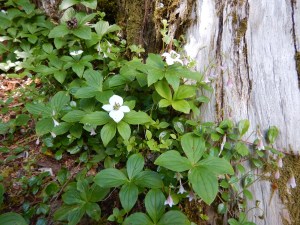 bunchberry aka Cornus canadensis and dwarf dogwood, garden Victoria BC Pacific Northwest