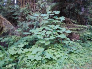 Devil"s Club Oplopanax horridus, garden Victoria BC Pacific Northwest