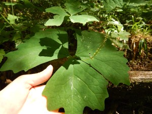 vanilla leaf, deer foot, Sweet After Death, Deervetch, achlys triphylla, garden Victoria BC Pacific Northwest