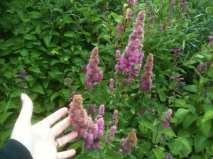 hardhack, steeplebush garden Victoria BC Pacific Northwest