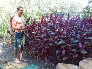 GB's stand of Amaranth, garden Victoria BC Pacific Northwest