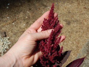 amaranth seed head garden Victoria BC Pacific Northwest
