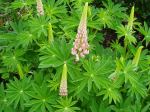 Lupin in bloom garden Victoria BC Pacific Northwest
