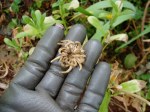 calendula seed head garden Victoria BC Pacific Northwest