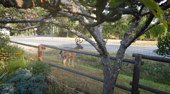 Bachelor Party for Urban Deer