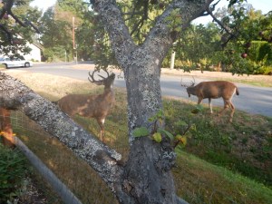 lack tail deer bucks garden Victoria BC Pacific Northwest