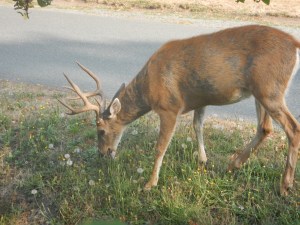 lack tail deer bucks garden Victoria BC Pacific Northwest