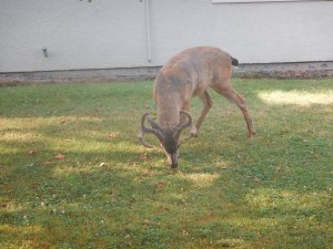 lack tail deer bucks garden Victoria BC Pacific Northwest