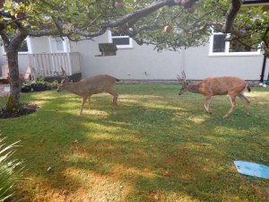 lack tail deer bucks garden Victoria BC Pacific Northwest