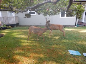 lack tail deer bucks garden Victoria BC Pacific Northwest