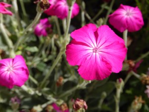 lychnis coronaria, rose campion, garden Victoria, Vancouver Island, BC, Pacific Northwest