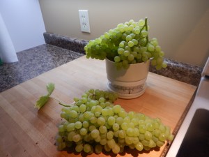 green grapes September 2015 weight garden Victoria BC Pacific Northwest