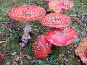 orange mushrooms toad stool Alice In Wonderland, garden Victoria BC pacific northwest
