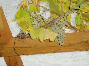 green grapes September 2015 garden Victoria BC Pacific Northwest