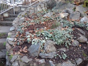 snowdrops blooming at Abkhazi Garden November 20, 2015 garden Victoria BC Pacific Northwest