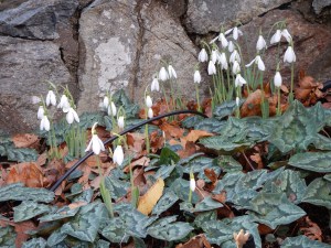 snowdrops blooming at Abkhazi Garden November 20, 2015 garden Victoria BC Pacific Northwest