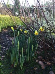Daffodil blooming mid December at Deep Cove Chalet garden Victoria BC Pacific Northwest