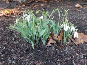 snowdrops blooming at Abkhazi Garden November 20, 2015 garden Victoria BC Pacific Northwest