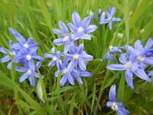Glory of Snow, chionodoxa in Royal Oak at the Fireside Grill garden Victoria BC Pacific Northwest february