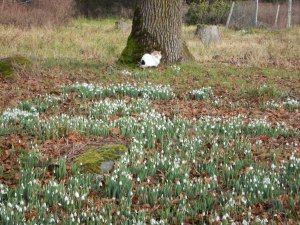 galanthus, an acre of snowdrops at the Fireside Grill garden Victoria BC Pacific Northwest