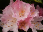 Pink blooming Rhododendron in February, garden Victoria BC Pacific Northwest