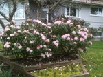 Pink blooming Rhododendron in February, garden Victoria BC Pacific Northwest