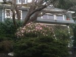 Pink blooming Rhododendron in February, garden Victoria BC Pacific Northwest
