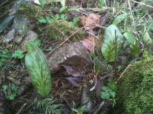 Erythronium Oregonum Fawn Lily garden Victoria, Vancouver Island, BC, Pacific Northwest