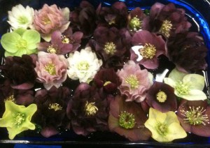 helleborus hellebore garden Victoria BC Pacific Northwest