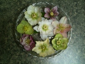 helleborus hellebore garden Victoria BC Pacific Northwest