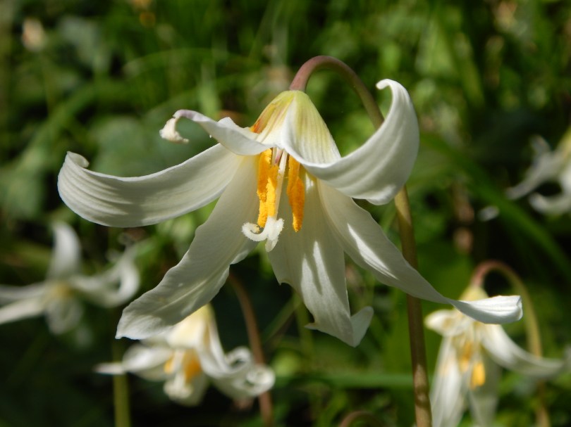 Erythronium oregonum, white fawn lily, easter lily, Oregon Lily garden Victoria, Vancouver Island, BC, Pacific Northwest